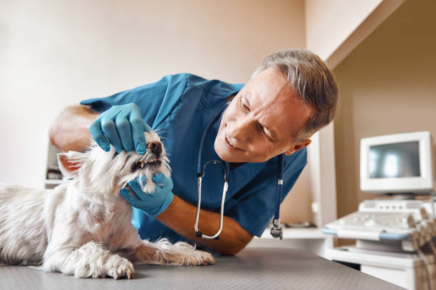 Best Emergency Tooth Extraction in Grand Mound, WA